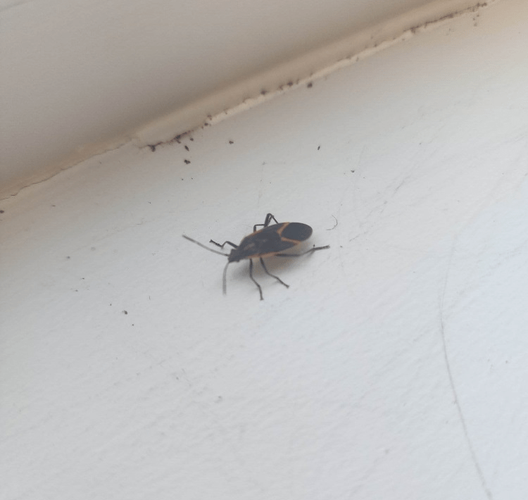 How to handle boxelder bugs - CochraneNow: Cochrane, Alberta's latest